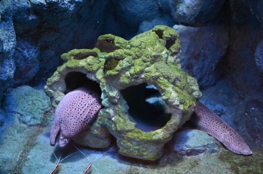 Otaru, Japonya - 18 Aralık 2022: Otaru Kış Sezonu