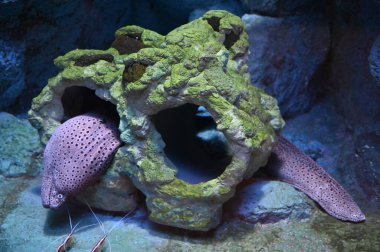 Otaru, Japonya - 18 Aralık 2022: Otaru Kış Sezonu