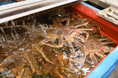 Furano, Japonya - 19 Aralık 2022: Furano ve Biei Kış Sezonu