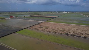 Sekinchan, Malezya 12 Şubat 2024: Sekinchan Köyü ve Pirinç Tarlalarının Havadan Görünümü