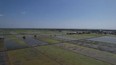 Sekinchan, Malezya 12 Şubat 2024: Sekinchan Köyü ve Pirinç Tarlalarının Havadan Görünümü