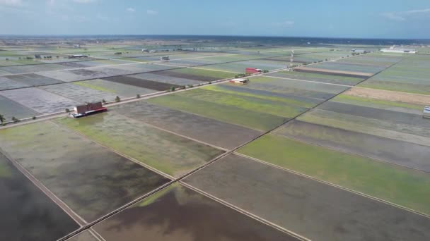 Sekinchan Malezya Şubat 2024 Sekinchan Köyü Pirinç Tarlalarının Havadan Görünümü — Stok video