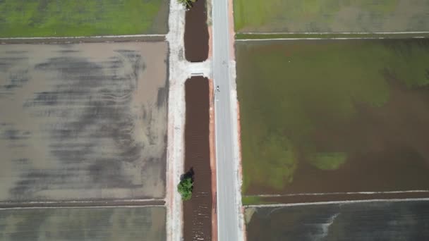 Sekinchan Malaysia February 2024 Aerial View Sekinchan Village Rice Fields — Stock Video