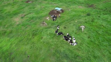 Bir sığır sürüsünün havadan görünüşü