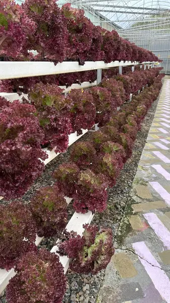 stock image Red and Green Coral Vegetable Salads in Hydroponics