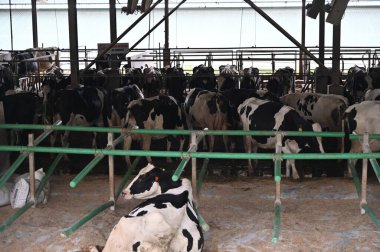 Kundasang, Malezya - 28 Mayıs 2024: Desa Süt Hayvanı Çiftliği Hava Görüntüsü