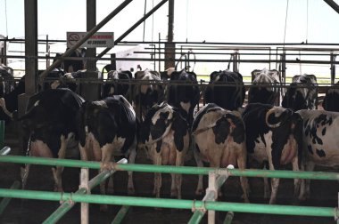 Kundasang, Malezya - 28 Mayıs 2024: Desa Süt Hayvanı Çiftliği Hava Görüntüsü