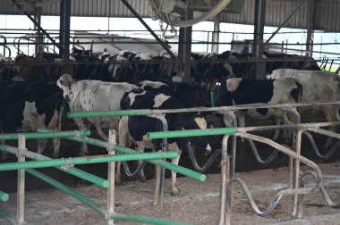 Kundasang, Malezya - 28 Mayıs 2024: Desa Süt Hayvanı Çiftliği Hava Görüntüsü