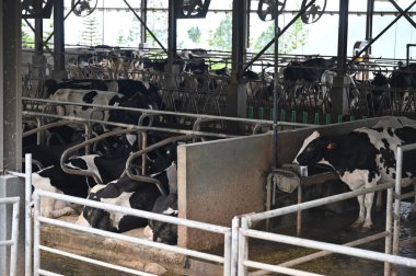 Kundasang, Malezya - 28 Mayıs 2024: Desa Süt Hayvanı Çiftliği Hava Görüntüsü