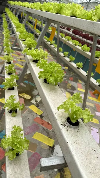 stock image Red and Green Coral Vegetable Salads in Hydroponics