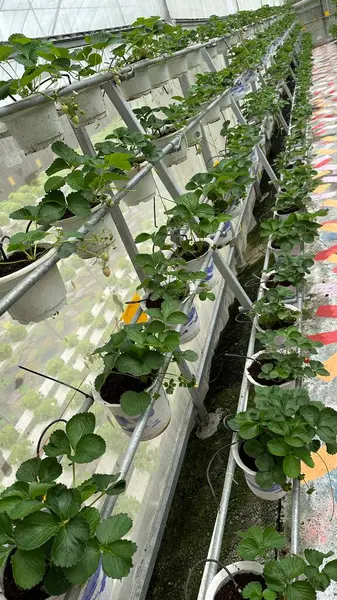 stock image Red and Green Coral Vegetable Salads in Hydroponics