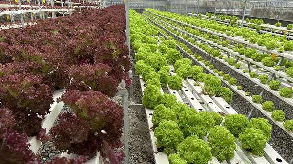 stock image Red and Green Coral Vegetable Salads in Hydroponics