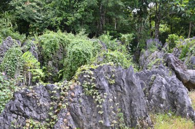 Bau, Malezya - 10 Haziran 2024: Borneo Sarawak Malezya 'nın Paku Rock Maze Bahçesi