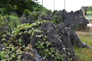 Bau, Malezya - 10 Haziran 2024: Borneo Sarawak Malezya 'nın Paku Rock Maze Bahçesi