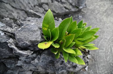 Bau, Malezya - 10 Haziran 2024: Borneo Sarawak Malezya 'nın Paku Rock Maze Bahçesi