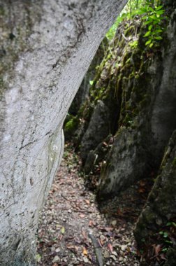 Bau, Malezya - 10 Haziran 2024: Borneo Sarawak Malezya 'nın Paku Rock Maze Bahçesi