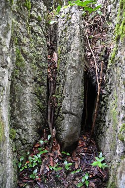 Bau, Malezya - 10 Haziran 2024: Borneo Sarawak Malezya 'nın Paku Rock Maze Bahçesi