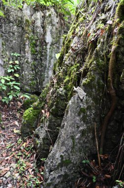 Bau, Malezya - 10 Haziran 2024: Borneo Sarawak Malezya 'nın Paku Rock Maze Bahçesi