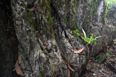 Bau, Malezya - 10 Haziran 2024: Borneo Sarawak Malezya 'nın Paku Rock Maze Bahçesi