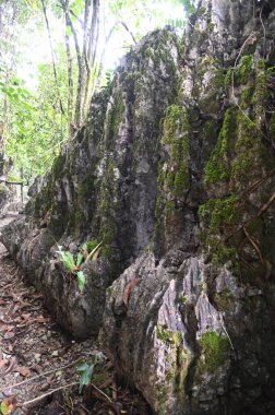 Bau, Malezya - 10 Haziran 2024: Borneo Sarawak Malezya 'nın Paku Rock Maze Bahçesi