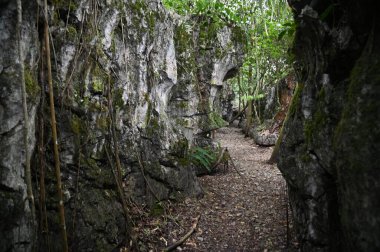 Bau, Malezya - 10 Haziran 2024: Borneo Sarawak Malezya 'nın Paku Rock Maze Bahçesi