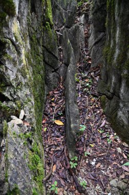 Bau, Malezya - 10 Haziran 2024: Borneo Sarawak Malezya 'nın Paku Rock Maze Bahçesi