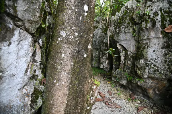 Bau, Malezya - 10 Haziran 2024: Borneo Sarawak Malezya 'nın Paku Rock Maze Bahçesi