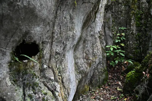 Bau, Malezya - 10 Haziran 2024: Borneo Sarawak Malezya 'nın Paku Rock Maze Bahçesi