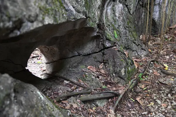 Bau, Malezya - 10 Haziran 2024: Borneo Sarawak Malezya 'nın Paku Rock Maze Bahçesi
