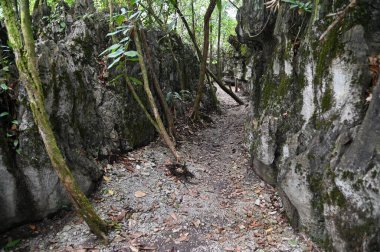 Bau, Malezya - 10 Haziran 2024: Borneo Sarawak Malezya 'nın Paku Rock Maze Bahçesi