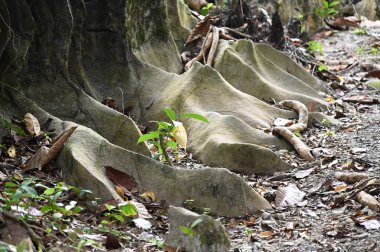 Bau, Malezya - 10 Haziran 2024: Borneo Sarawak Malezya 'nın Paku Rock Maze Bahçesi