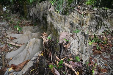 Bau, Malezya - 10 Haziran 2024: Borneo Sarawak Malezya 'nın Paku Rock Maze Bahçesi