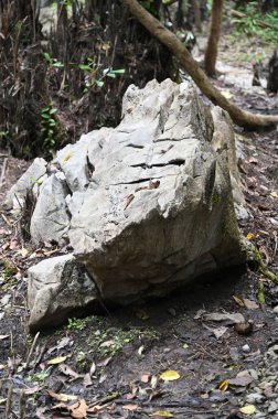 Bau, Malezya - 10 Haziran 2024: Borneo Sarawak Malezya 'nın Paku Rock Maze Bahçesi