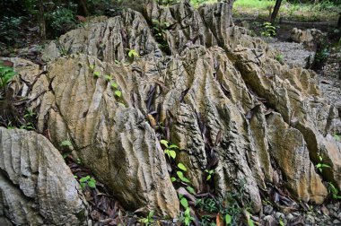 Bau, Malezya - 10 Haziran 2024: Borneo Sarawak Malezya 'nın Paku Rock Maze Bahçesi