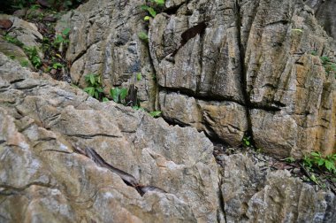 Bau, Malezya - 10 Haziran 2024: Borneo Sarawak Malezya 'nın Paku Rock Maze Bahçesi