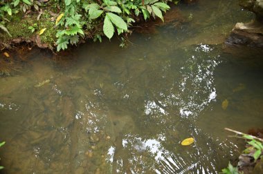 Bau, Malezya - 10 Haziran 2024: Borneo Sarawak Malezya 'nın Paku Rock Maze Bahçesi