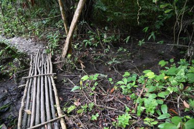 Bau, Malezya - 10 Haziran 2024: Borneo Sarawak Malezya 'nın Paku Rock Maze Bahçesi