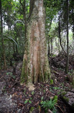 Bau, Malezya - 10 Haziran 2024: Borneo Sarawak Malezya 'nın Paku Rock Maze Bahçesi