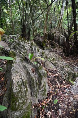 Bau, Malezya - 10 Haziran 2024: Borneo Sarawak Malezya 'nın Paku Rock Maze Bahçesi