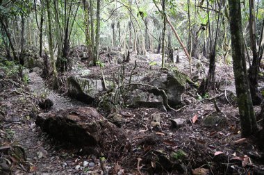 Bau, Malezya - 10 Haziran 2024: Borneo Sarawak Malezya 'nın Paku Rock Maze Bahçesi