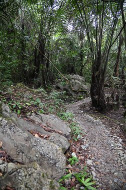 Bau, Malezya - 10 Haziran 2024: Borneo Sarawak Malezya 'nın Paku Rock Maze Bahçesi