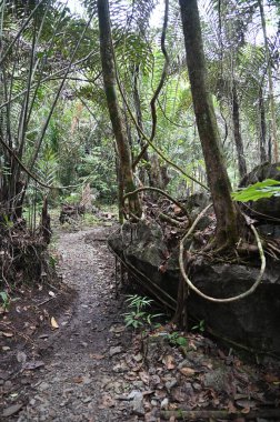Bau, Malezya - 10 Haziran 2024: Borneo Sarawak Malezya 'nın Paku Rock Maze Bahçesi