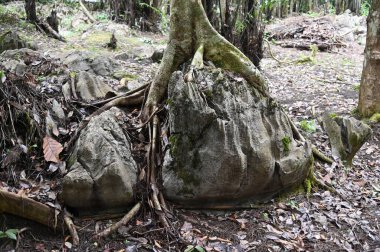 Bau, Malezya - 10 Haziran 2024: Borneo Sarawak Malezya 'nın Paku Rock Maze Bahçesi