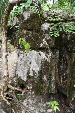 Bau, Malezya - 10 Haziran 2024: Borneo Sarawak Malezya 'nın Paku Rock Maze Bahçesi