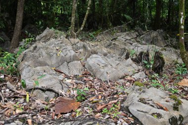 Bau, Malezya - 10 Haziran 2024: Borneo Sarawak Malezya 'nın Paku Rock Maze Bahçesi