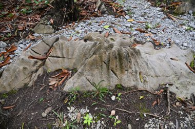 Bau, Malezya - 10 Haziran 2024: Borneo Sarawak Malezya 'nın Paku Rock Maze Bahçesi