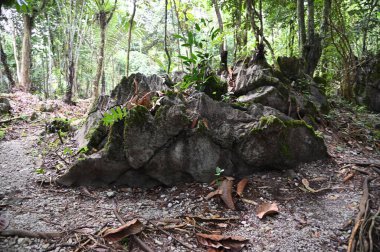 Bau, Malezya - 10 Haziran 2024: Borneo Sarawak Malezya 'nın Paku Rock Maze Bahçesi
