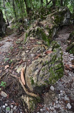 Bau, Malezya - 10 Haziran 2024: Borneo Sarawak Malezya 'nın Paku Rock Maze Bahçesi