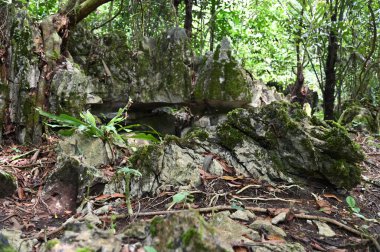 Bau, Malezya - 10 Haziran 2024: Borneo Sarawak Malezya 'nın Paku Rock Maze Bahçesi