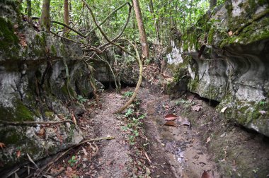 Bau, Malezya - 10 Haziran 2024: Borneo Sarawak Malezya 'nın Paku Rock Maze Bahçesi